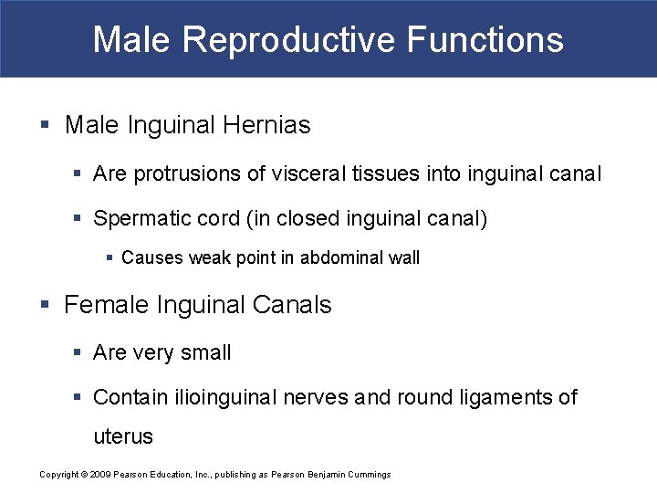 Male Reproductive Functions § Male Inguinal Hernias § Are protrusions of visceral tissues into