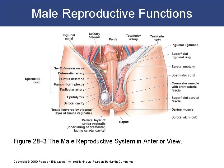 Male Reproductive Functions Figure 28– 3 The Male Reproductive System in Anterior View. Copyright