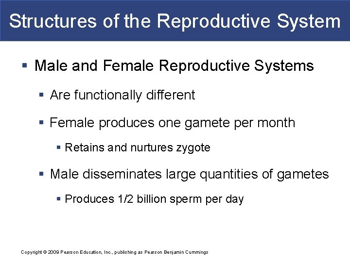 Structures of the Reproductive System § Male and Female Reproductive Systems § Are functionally