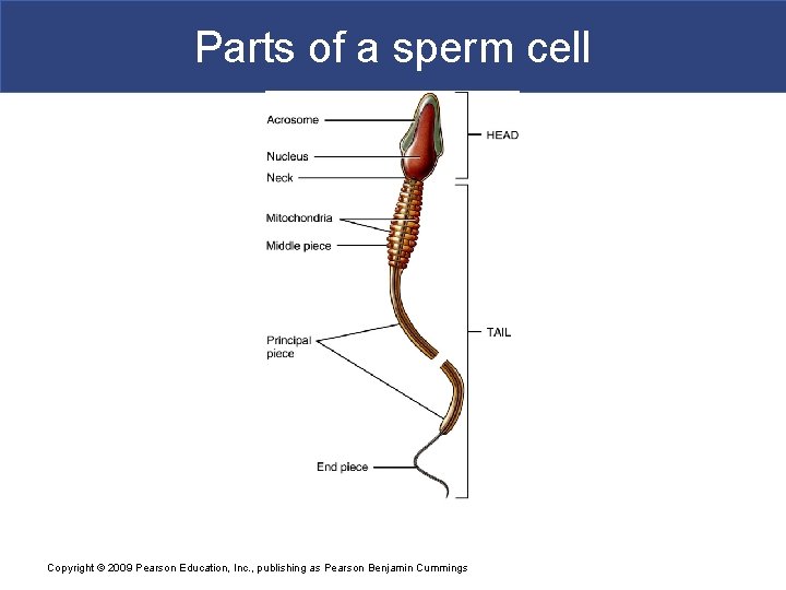 Parts of a sperm cell Copyright © 2009 Pearson Education, Inc. , publishing as