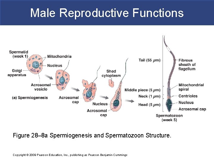 Male Reproductive Functions Figure 28– 8 a Spermiogenesis and Spermatozoon Structure. Copyright © 2009