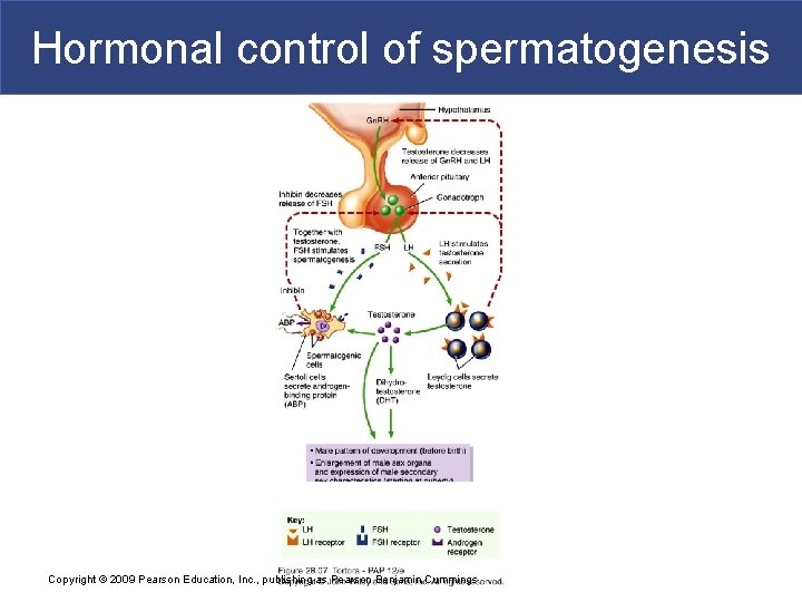 Hormonal control of spermatogenesis Copyright © 2009 Pearson Education, Inc. , publishing as Pearson