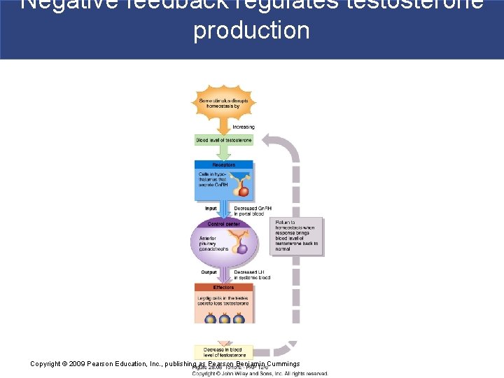 Negative feedback regulates testosterone production Copyright © 2009 Pearson Education, Inc. , publishing as