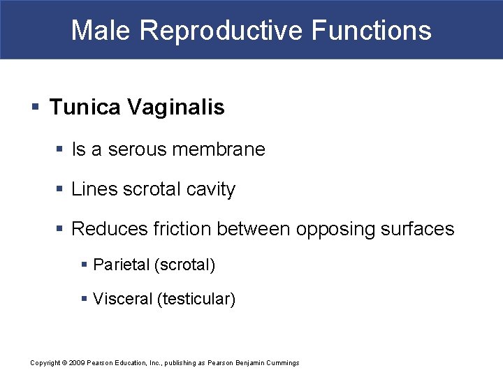 Male Reproductive Functions § Tunica Vaginalis § Is a serous membrane § Lines scrotal