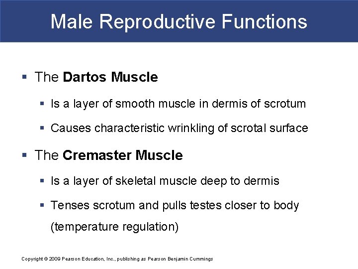 Male Reproductive Functions § The Dartos Muscle § Is a layer of smooth muscle