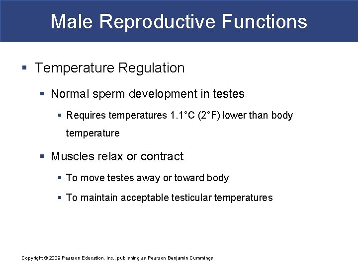 Male Reproductive Functions § Temperature Regulation § Normal sperm development in testes § Requires