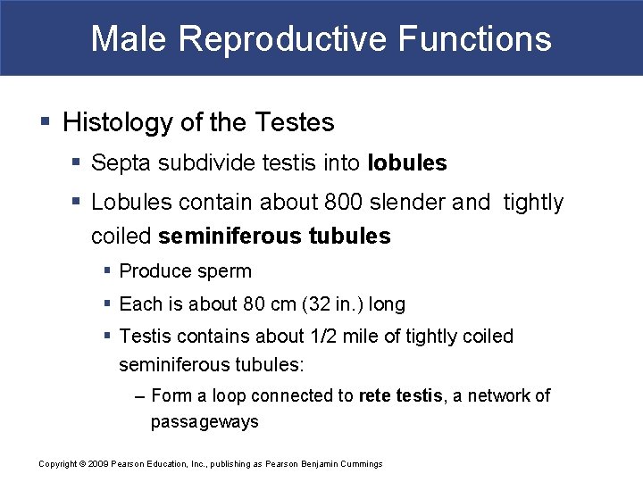 Male Reproductive Functions § Histology of the Testes § Septa subdivide testis into lobules