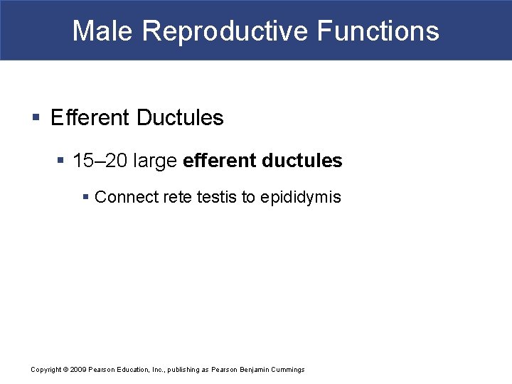 Male Reproductive Functions § Efferent Ductules § 15– 20 large efferent ductules § Connect