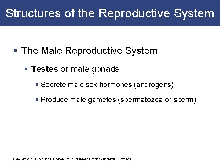 Structures of the Reproductive System § The Male Reproductive System § Testes or male