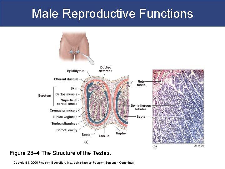 Male Reproductive Functions Figure 28– 4 The Structure of the Testes. Copyright © 2009