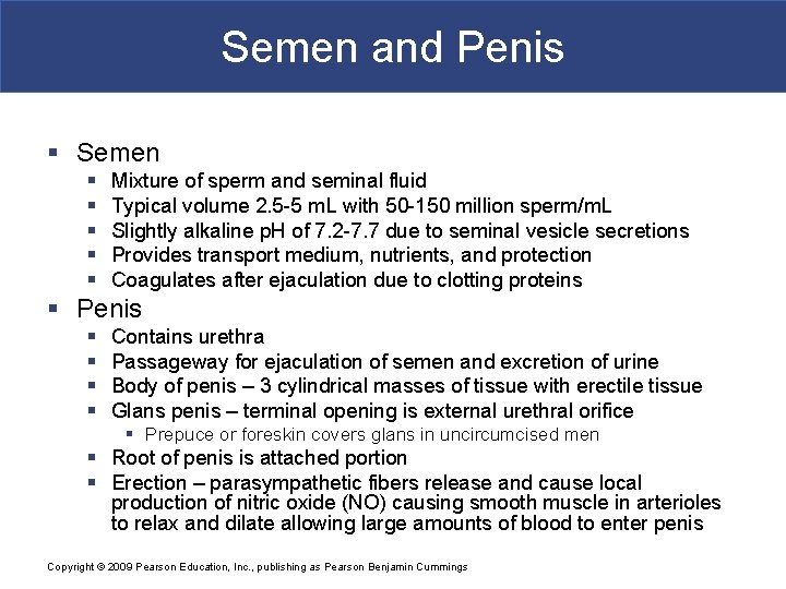 Semen and Penis § Semen § § § Mixture of sperm and seminal fluid