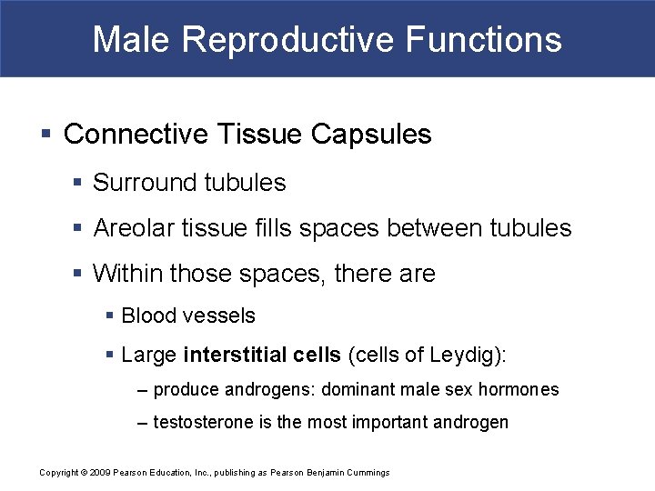 Male Reproductive Functions § Connective Tissue Capsules § Surround tubules § Areolar tissue fills