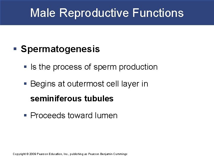 Male Reproductive Functions § Spermatogenesis § Is the process of sperm production § Begins