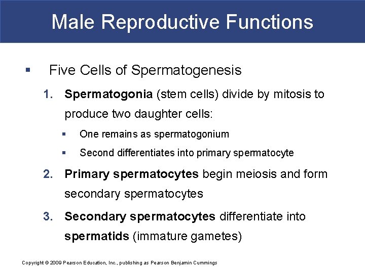 Male Reproductive Functions § Five Cells of Spermatogenesis 1. Spermatogonia (stem cells) divide by