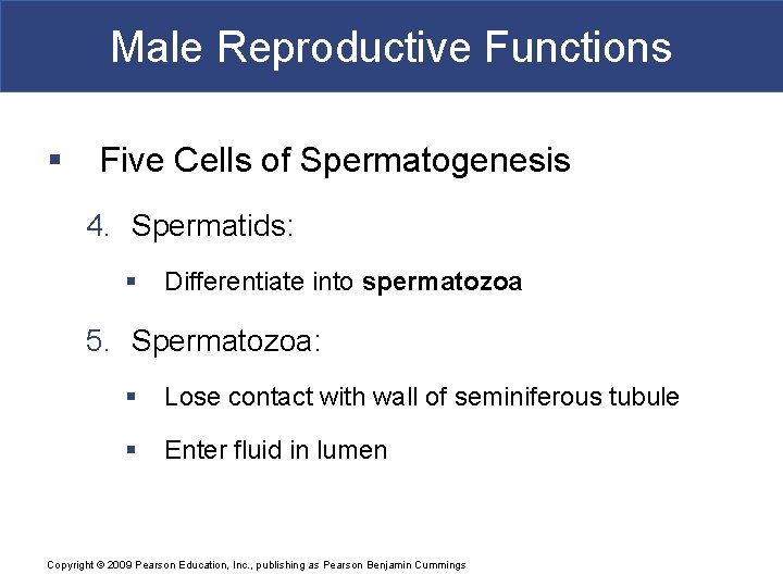 Male Reproductive Functions § Five Cells of Spermatogenesis 4. Spermatids: § Differentiate into spermatozoa