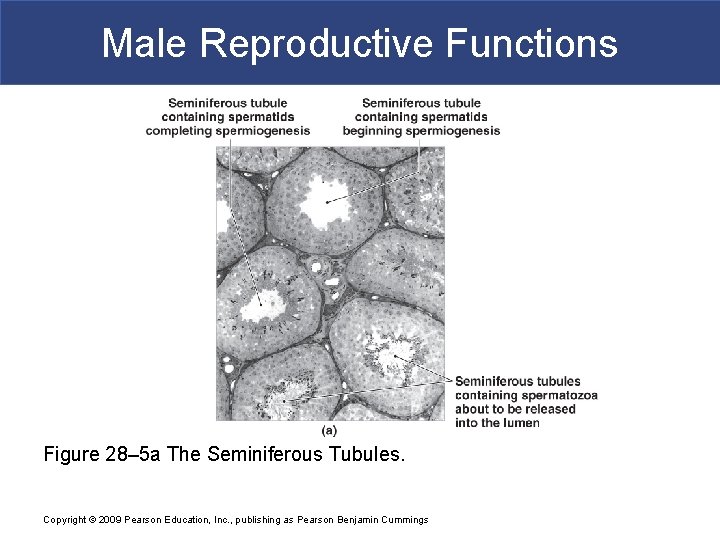 Male Reproductive Functions Figure 28– 5 a The Seminiferous Tubules. Copyright © 2009 Pearson