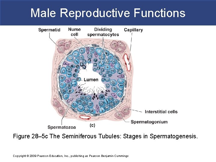 Male Reproductive Functions Figure 28– 5 c The Seminiferous Tubules: Stages in Spermatogenesis. Copyright