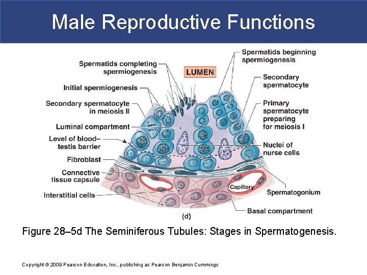 Male Reproductive Functions Figure 28– 5 d The Seminiferous Tubules: Stages in Spermatogenesis. Copyright