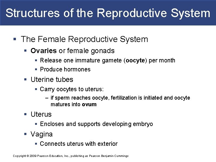 Structures of the Reproductive System § The Female Reproductive System § Ovaries or female