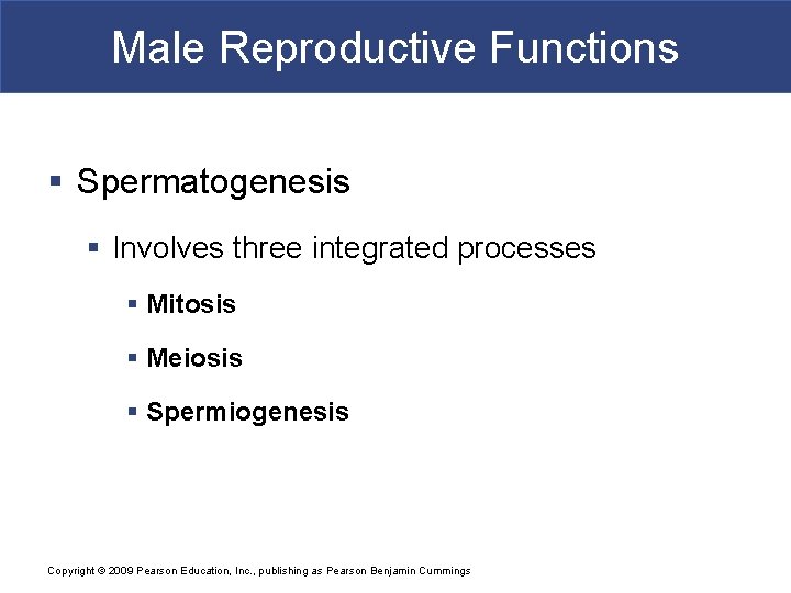 Male Reproductive Functions § Spermatogenesis § Involves three integrated processes § Mitosis § Meiosis