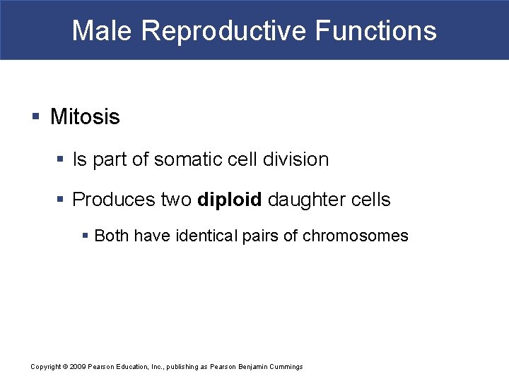 Male Reproductive Functions § Mitosis § Is part of somatic cell division § Produces