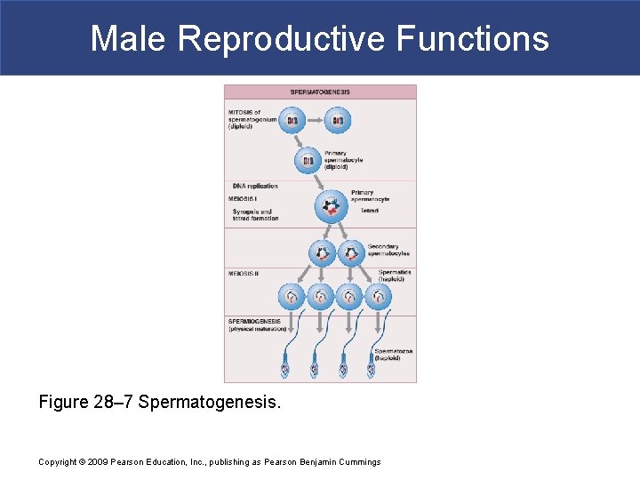 Male Reproductive Functions Figure 28– 7 Spermatogenesis. Copyright © 2009 Pearson Education, Inc. ,