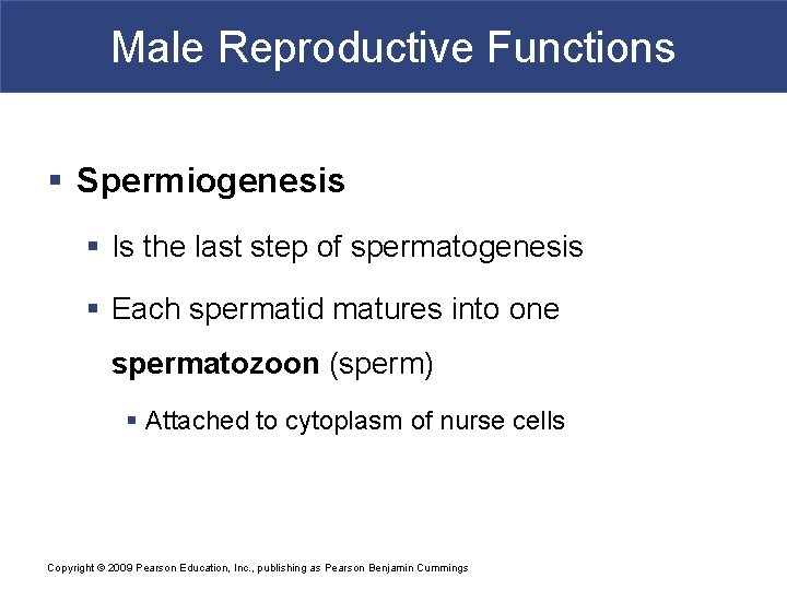 Male Reproductive Functions § Spermiogenesis § Is the last step of spermatogenesis § Each