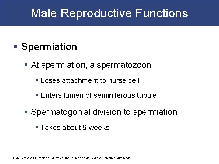 Male Reproductive Functions § Spermiation § At spermiation, a spermatozoon § Loses attachment to