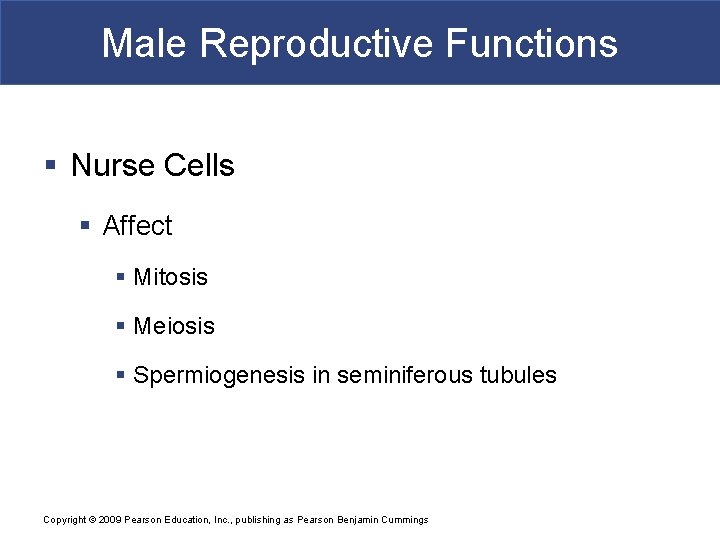 Male Reproductive Functions § Nurse Cells § Affect § Mitosis § Meiosis § Spermiogenesis