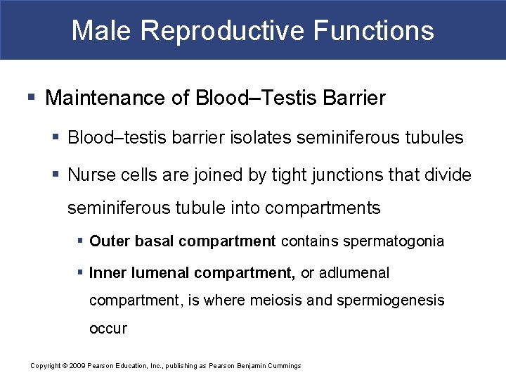 Male Reproductive Functions § Maintenance of Blood–Testis Barrier § Blood–testis barrier isolates seminiferous tubules