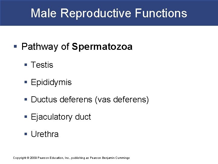 Male Reproductive Functions § Pathway of Spermatozoa § Testis § Epididymis § Ductus deferens