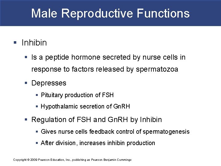 Male Reproductive Functions § Inhibin § Is a peptide hormone secreted by nurse cells