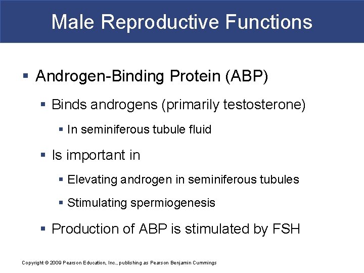 Male Reproductive Functions § Androgen-Binding Protein (ABP) § Binds androgens (primarily testosterone) § In