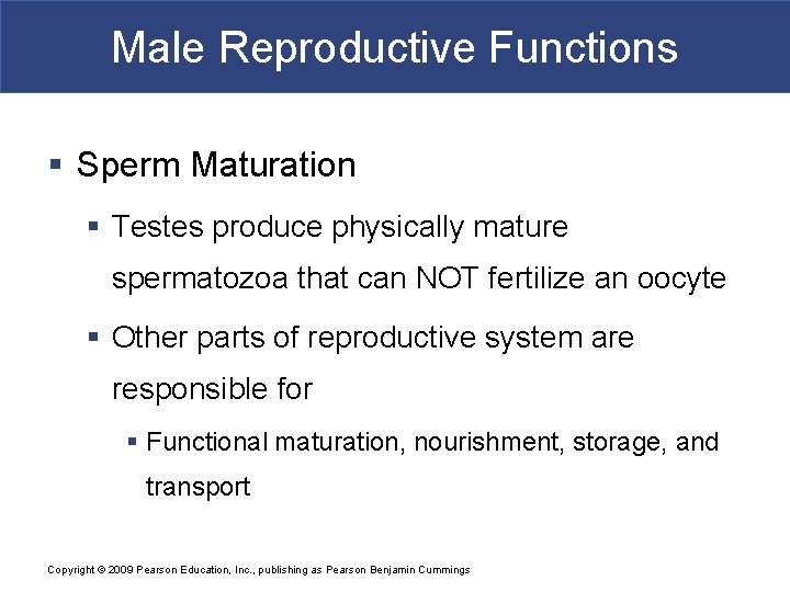 Male Reproductive Functions § Sperm Maturation § Testes produce physically mature spermatozoa that can