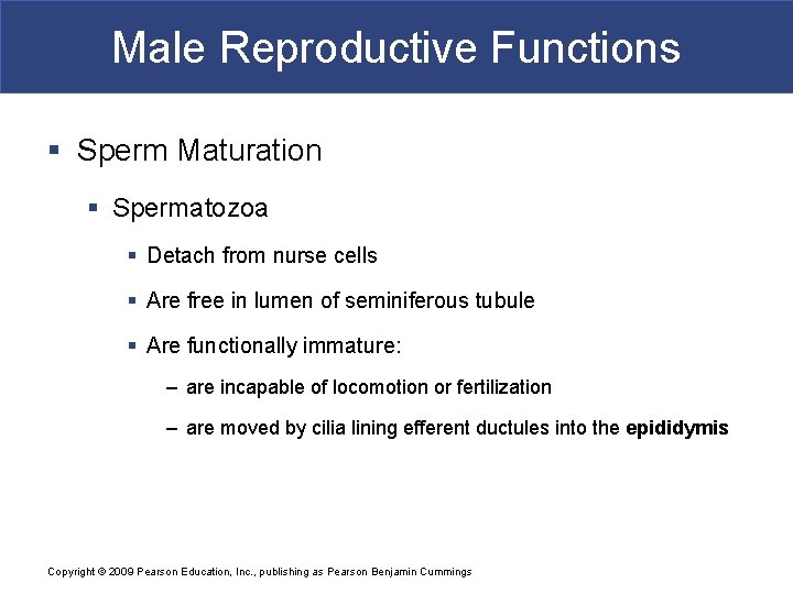 Male Reproductive Functions § Sperm Maturation § Spermatozoa § Detach from nurse cells §