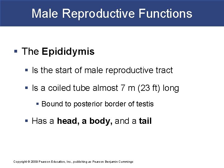 Male Reproductive Functions § The Epididymis § Is the start of male reproductive tract