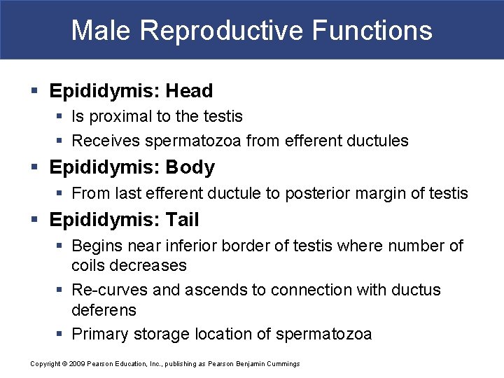 Male Reproductive Functions § Epididymis: Head § Is proximal to the testis § Receives