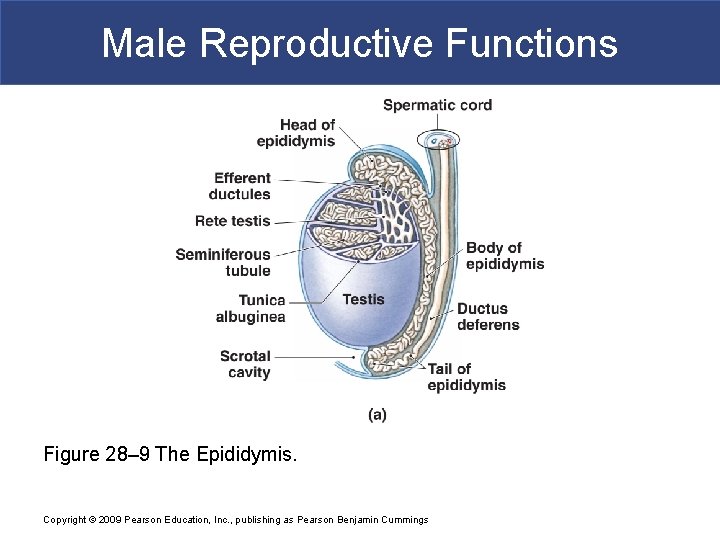 Male Reproductive Functions Figure 28– 9 The Epididymis. Copyright © 2009 Pearson Education, Inc.