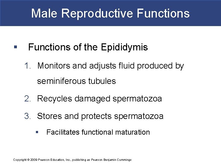 Male Reproductive Functions § Functions of the Epididymis 1. Monitors and adjusts fluid produced