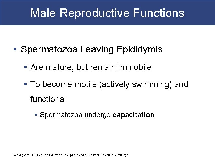 Male Reproductive Functions § Spermatozoa Leaving Epididymis § Are mature, but remain immobile §