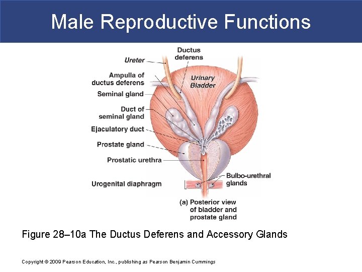 Male Reproductive Functions Figure 28– 10 a The Ductus Deferens and Accessory Glands Copyright