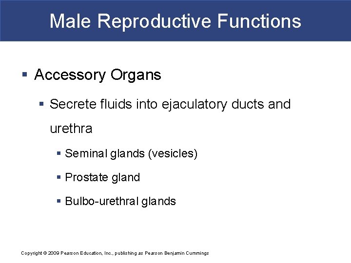 Male Reproductive Functions § Accessory Organs § Secrete fluids into ejaculatory ducts and urethra