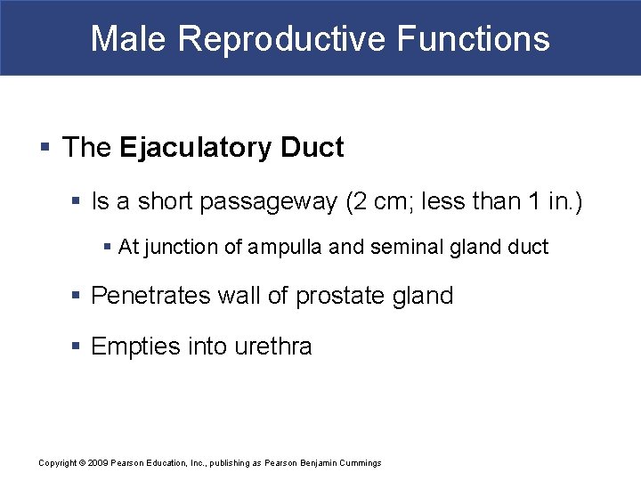 Male Reproductive Functions § The Ejaculatory Duct § Is a short passageway (2 cm;