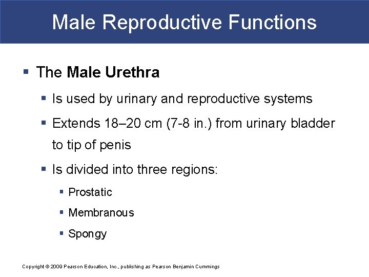 Male Reproductive Functions § The Male Urethra § Is used by urinary and reproductive