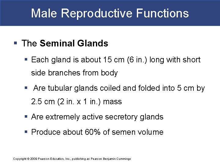 Male Reproductive Functions § The Seminal Glands § Each gland is about 15 cm