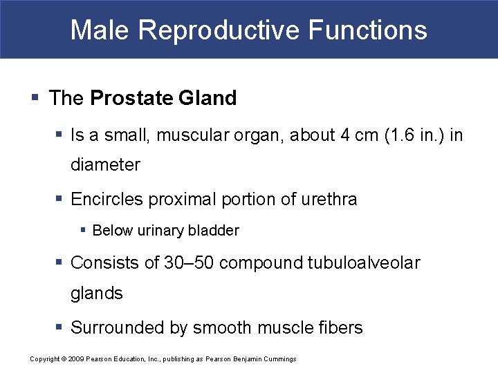 Male Reproductive Functions § The Prostate Gland § Is a small, muscular organ, about