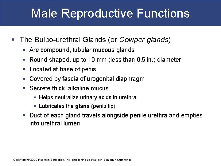 Male Reproductive Functions § The Bulbo-urethral Glands (or Cowper glands) § Are compound, tubular