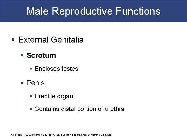 Male Reproductive Functions § External Genitalia § Scrotum § Encloses testes § Penis §