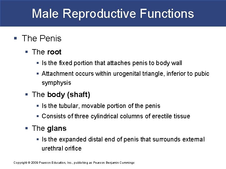 Male Reproductive Functions § The Penis § The root § Is the fixed portion