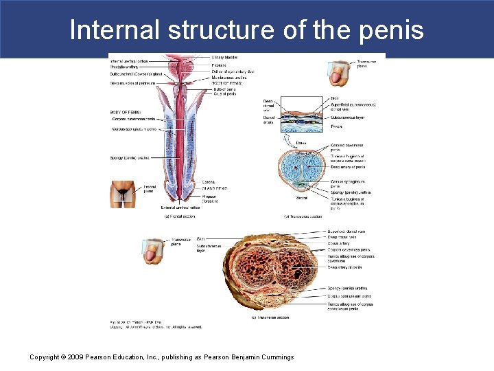 Internal structure of the penis Copyright © 2009 Pearson Education, Inc. , publishing as